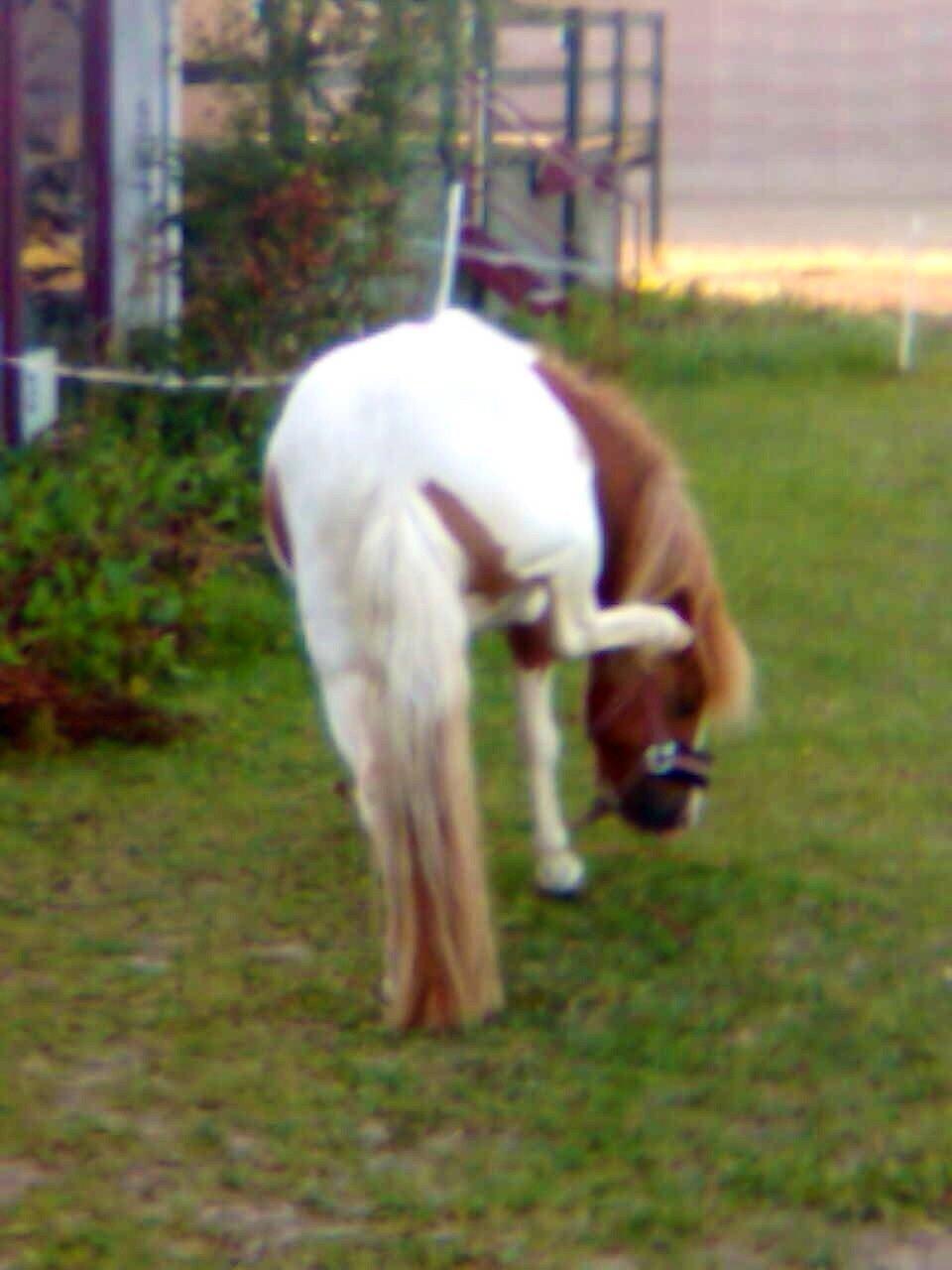 Anden særlig race Lolli billede 14