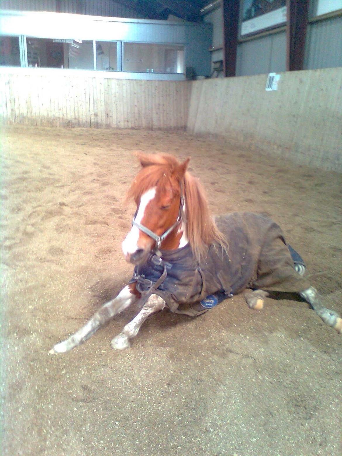 Anden særlig race Lolli billede 15