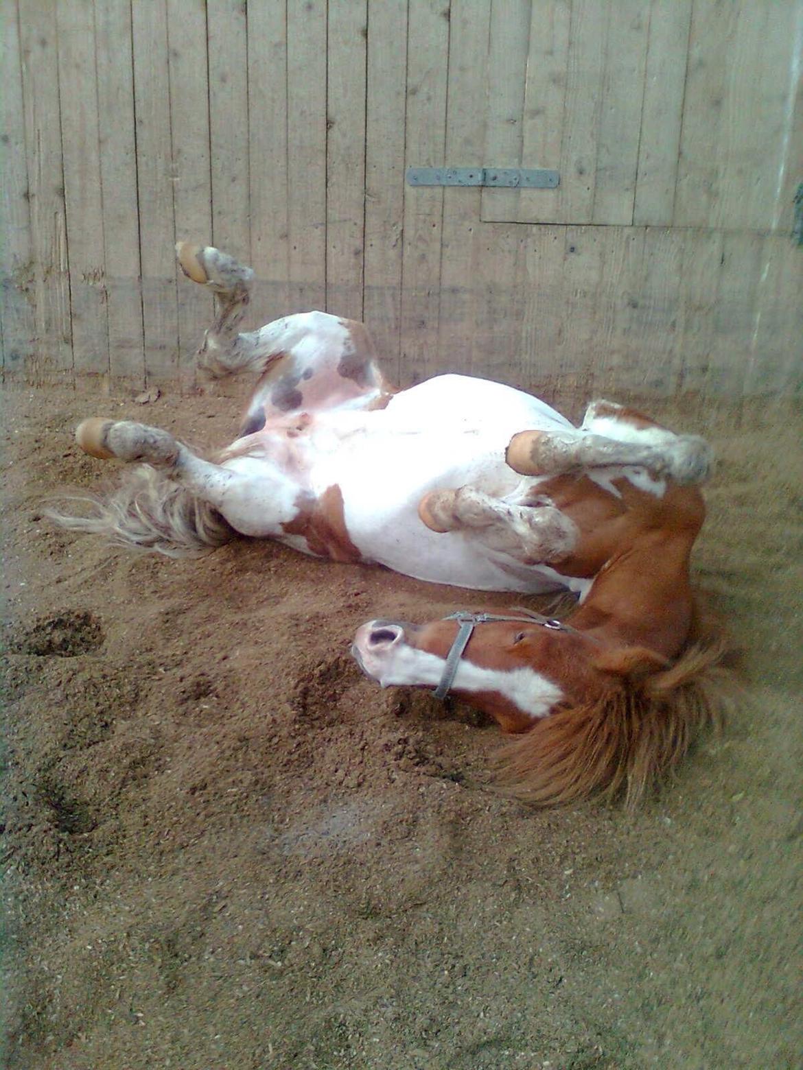 Anden særlig race Lolli billede 16