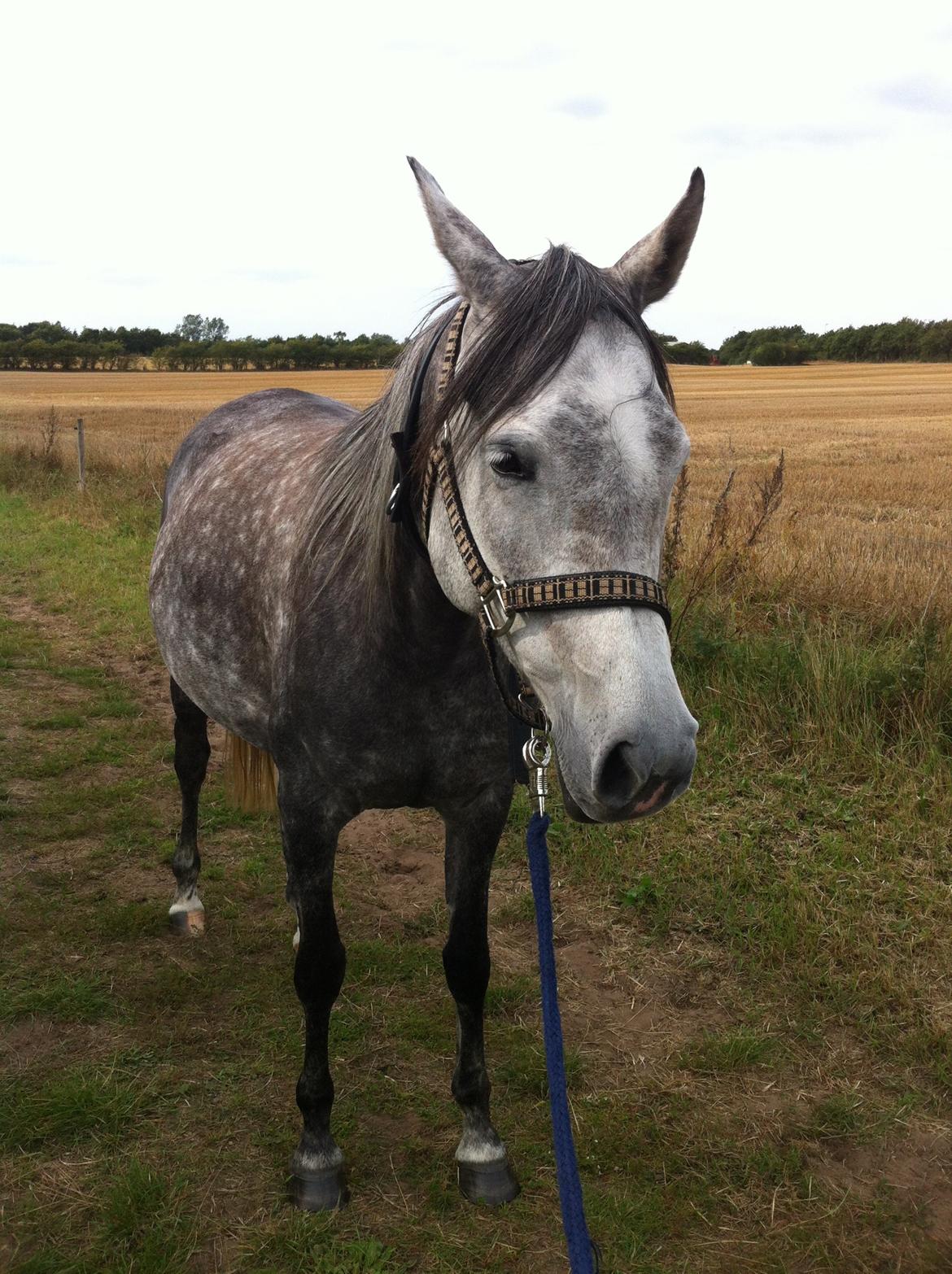 Arabisk fuldblod (OX) Eówyn - Min smukke part Eówyn billede 2