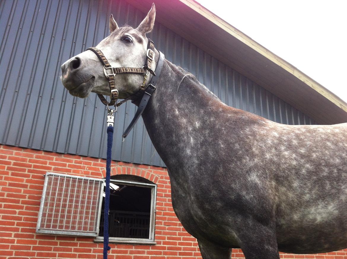 Arabisk fuldblod (OX) Eówyn billede 3