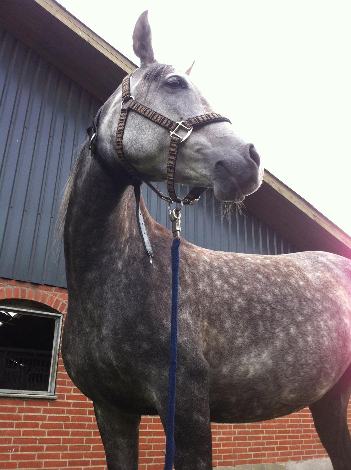 Arabisk fuldblod (OX) Eówyn - Hun ser ud til at være virkelig høj, men perspektivet snyder meget, da hun er 153 cm ;) billede 4