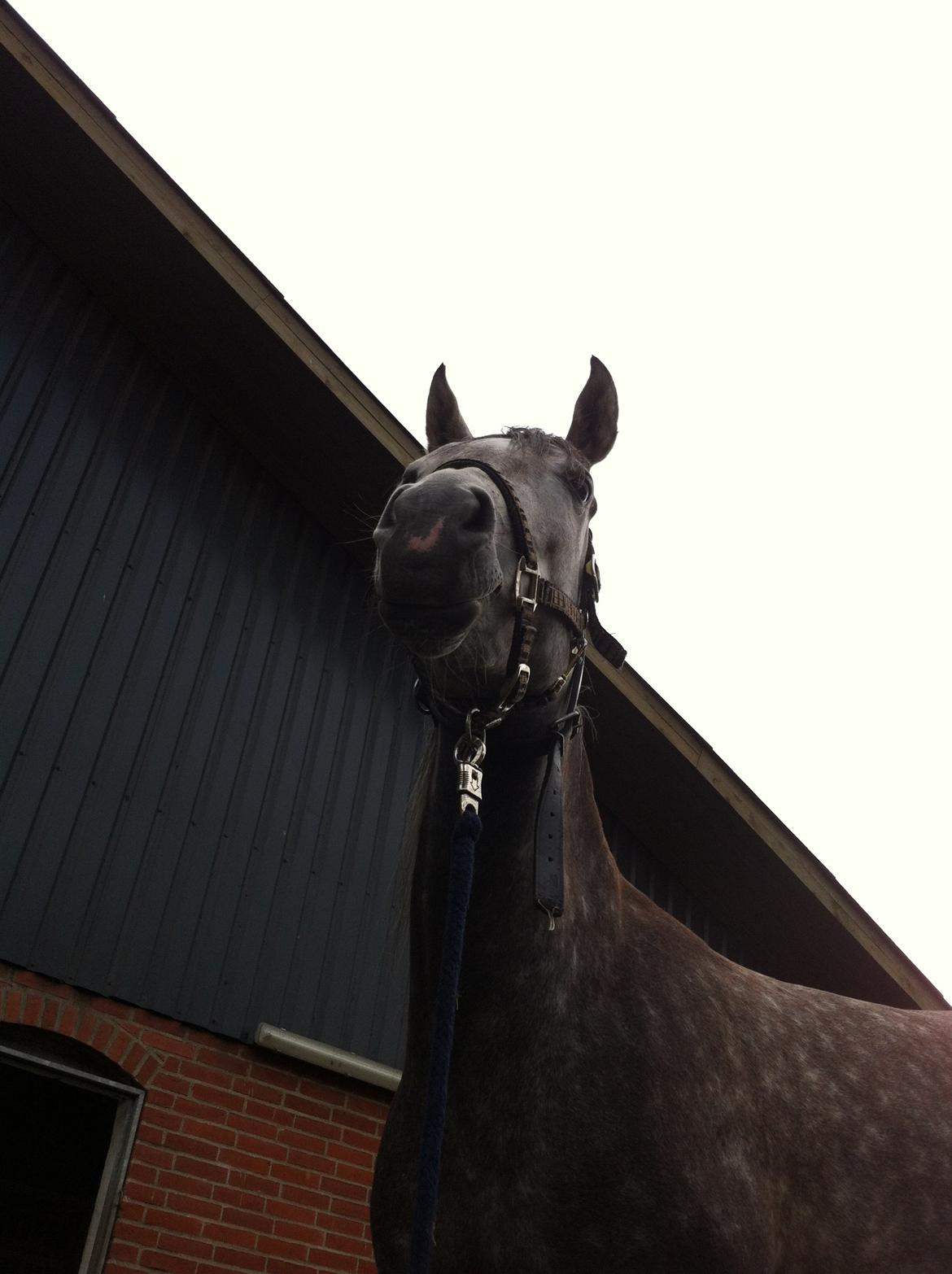 Arabisk fuldblod (OX) Eówyn - Hun ser ud til at hun tænker: "Hvad laver du dernede?" billede 5