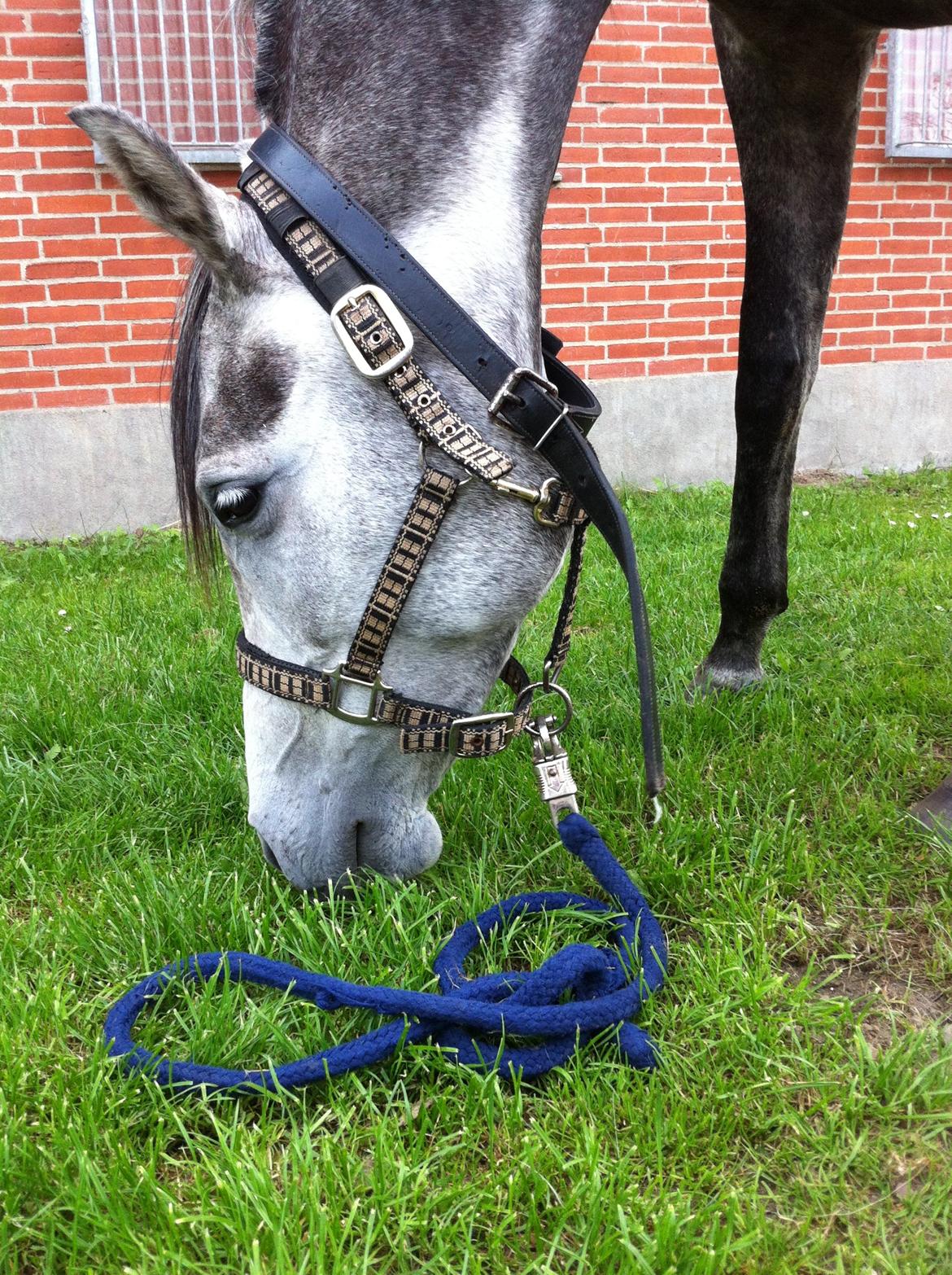 Arabisk fuldblod (OX) Eówyn - En lidt sulten tøs inden ridning ;) billede 1