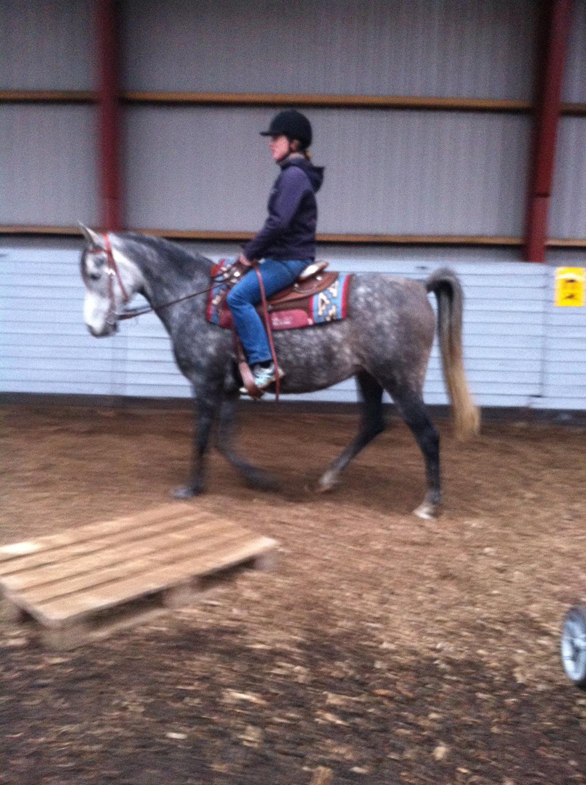 Arabisk fuldblod (OX) Eówyn - Eówyn med hendes ejer :) billede 6