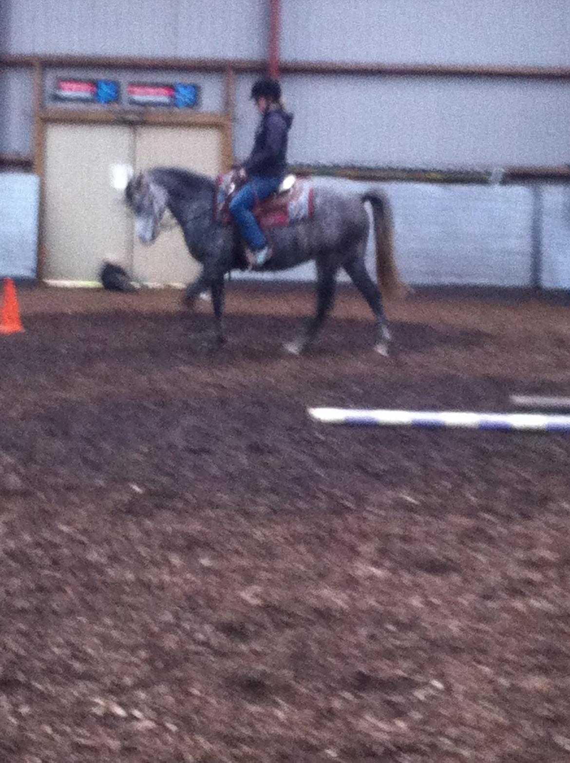 Arabisk fuldblod (OX) Eówyn - Eówyn med hendes ejer :) billede 7