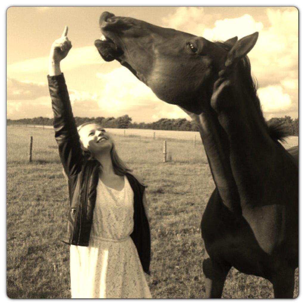 Dansk Varmblod Vestegaardens Leonora billede 1