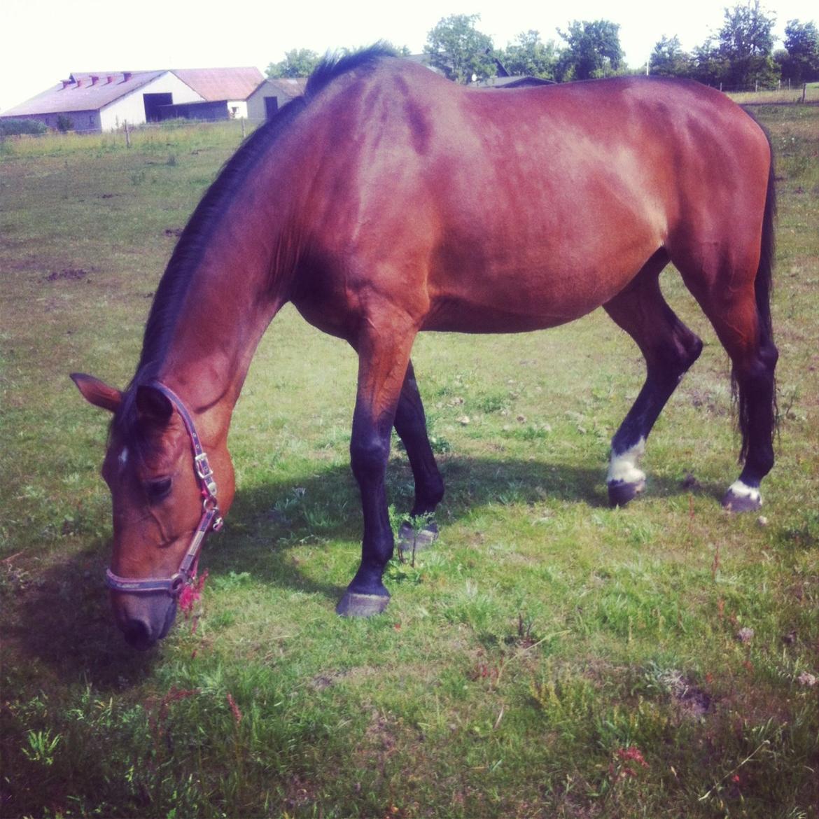 Dansk Varmblod Vestegaardens Leonora billede 5