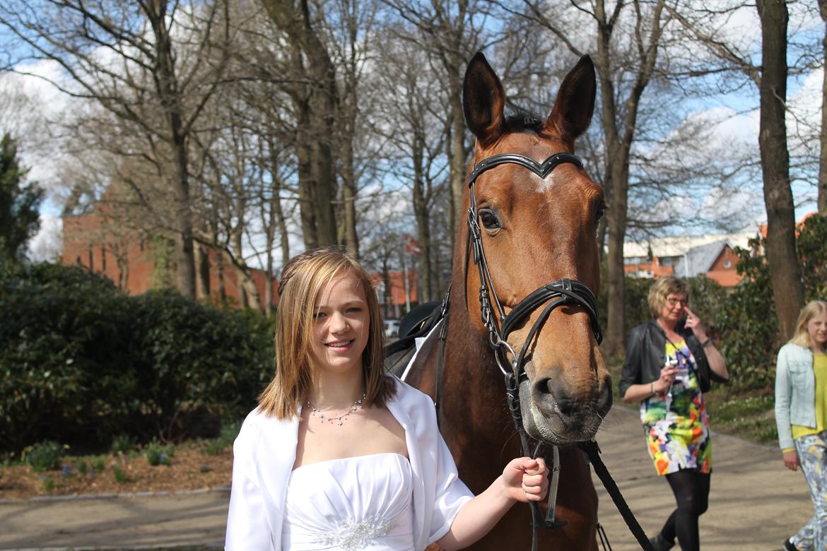 Dansk Varmblod Vestegaardens Leonora billede 14