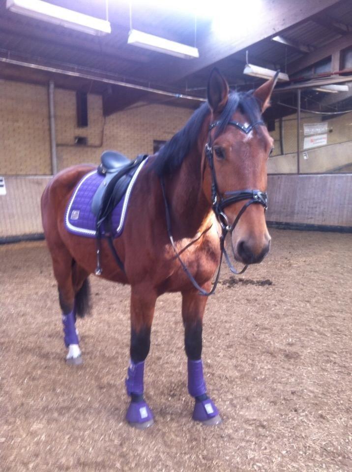 Dansk Varmblod Vestegaardens Leonora billede 15