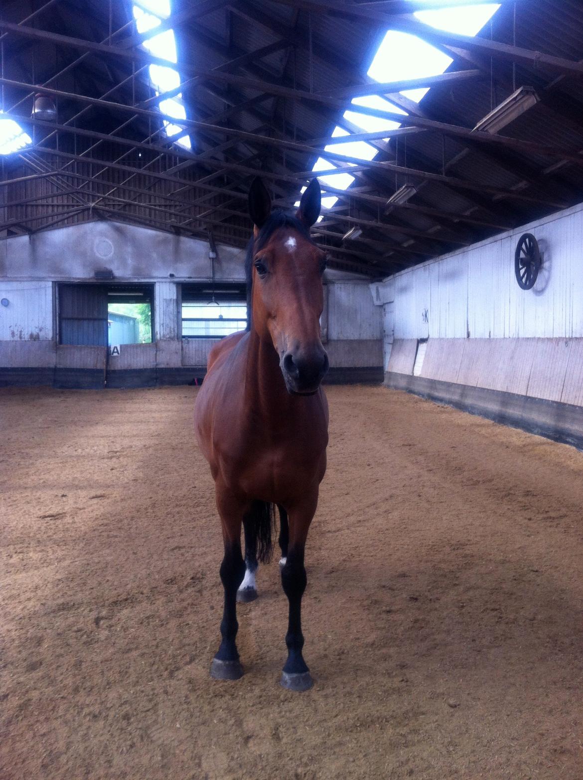 Dansk Varmblod Vestegaardens Leonora billede 16