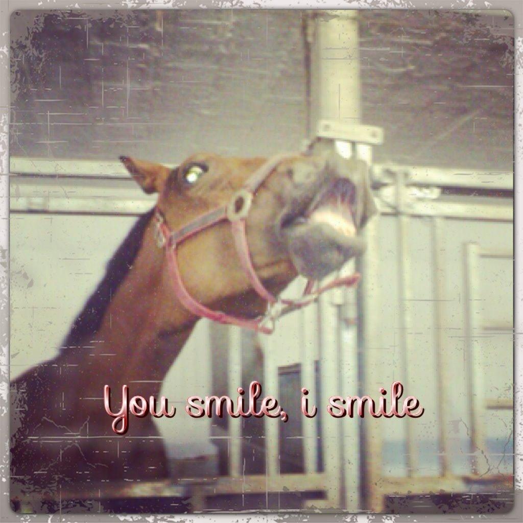 Dansk Varmblod Vestegaardens Leonora billede 17