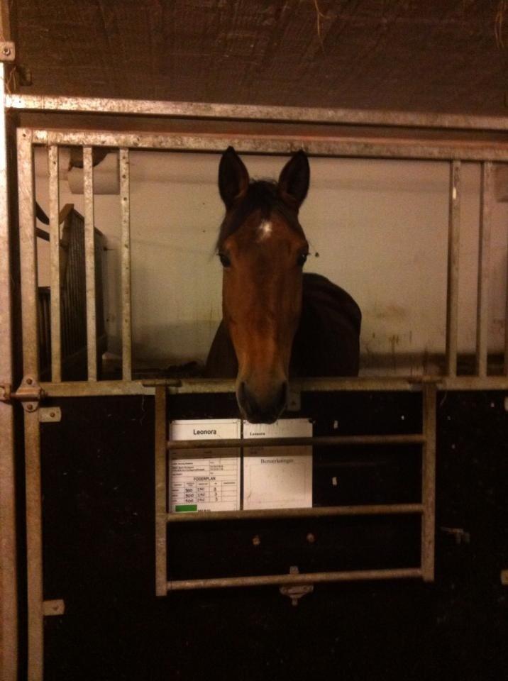 Dansk Varmblod Vestegaardens Leonora billede 18