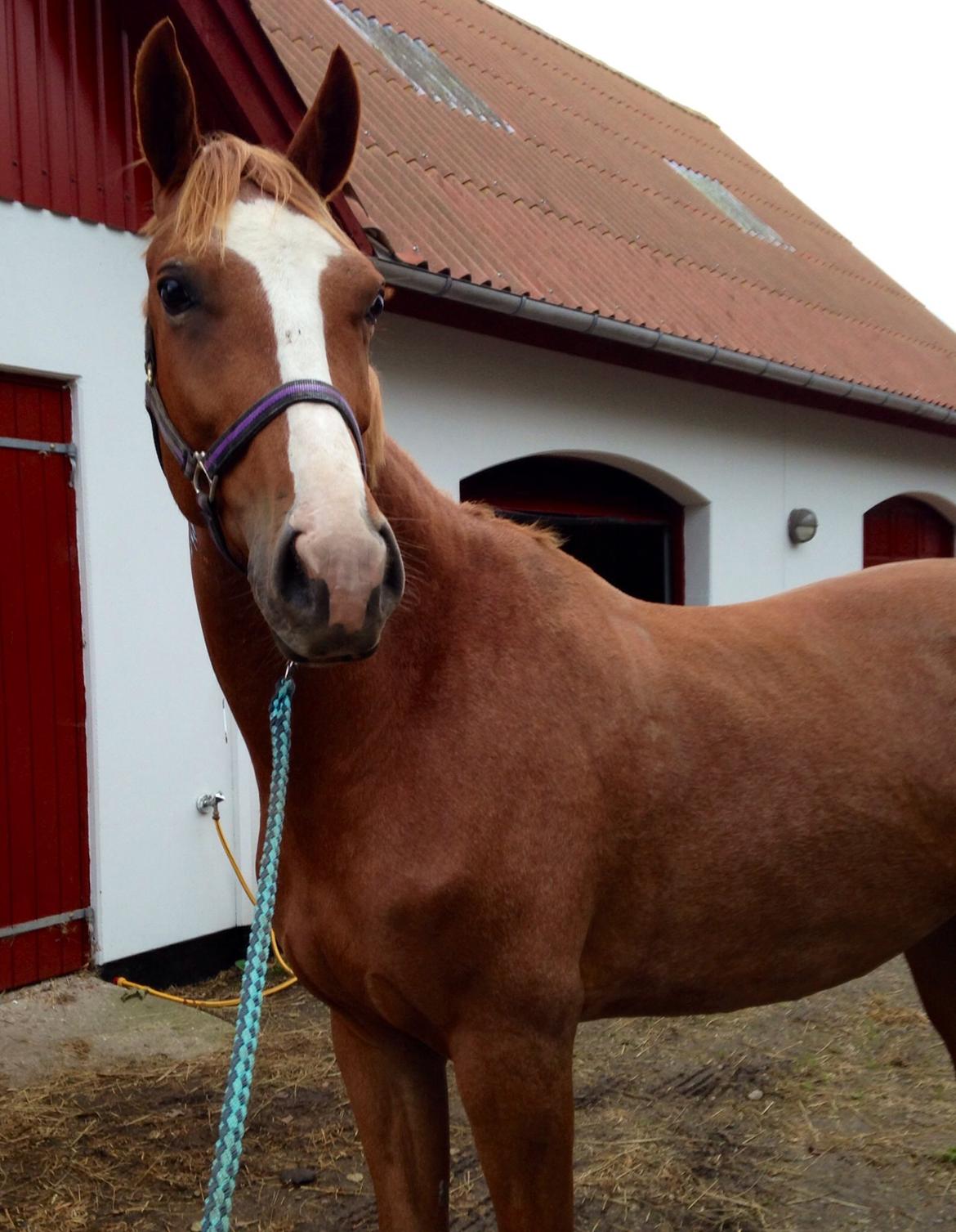 Dansk Varmblod Imagine My Heart Z [Låner] billede 1