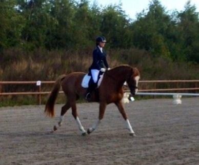 Dansk Varmblod Imagine My Heart Z [Låner] billede 2