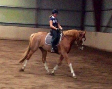 Dansk Varmblod Imagine My Heart Z [Låner] billede 3