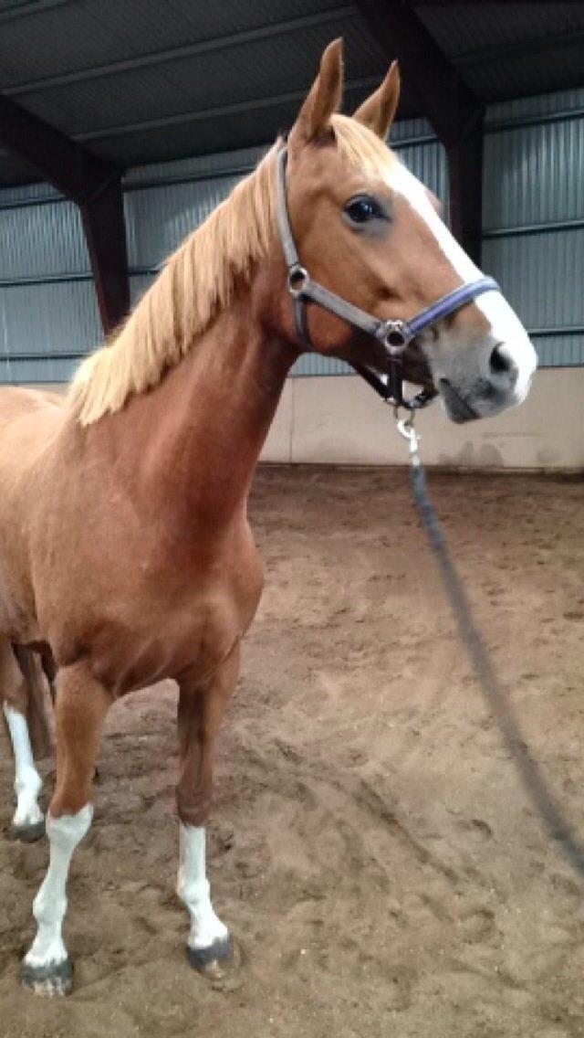 Dansk Varmblod Imagine My Heart Z [Låner] billede 4