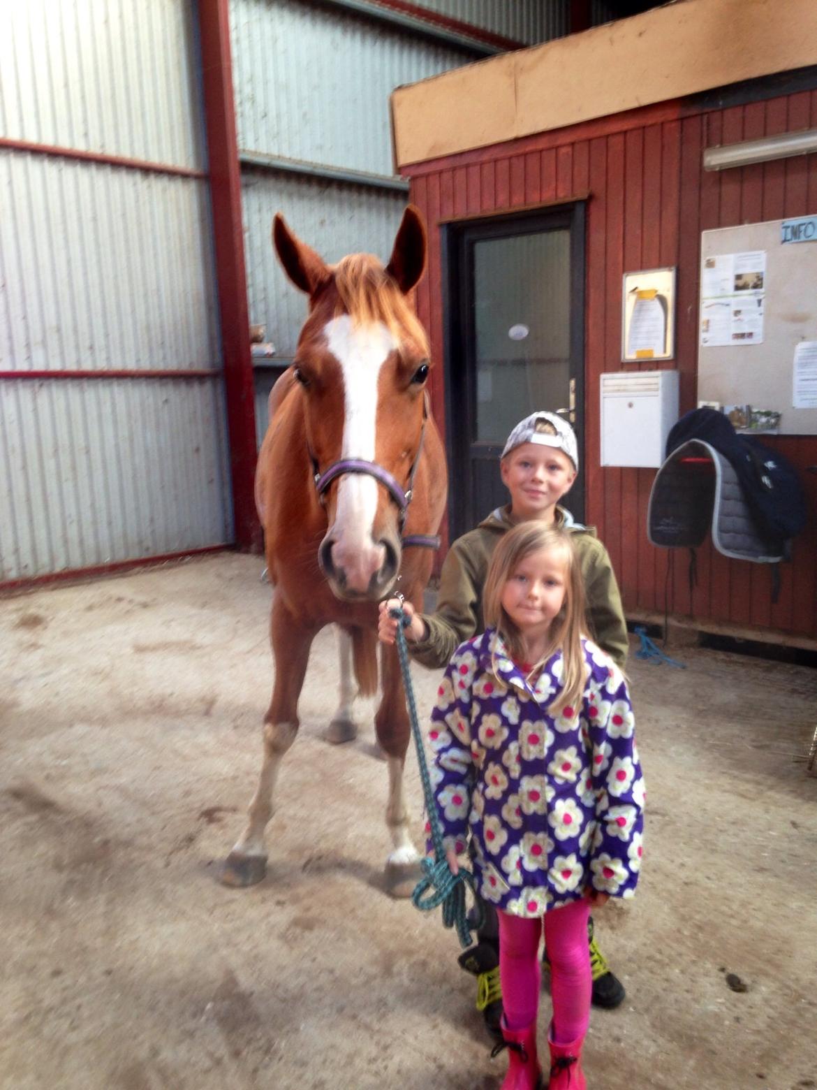 Dansk Varmblod Imagine My Heart Z [Låner] billede 5