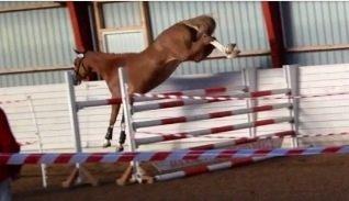 Dansk Varmblod Imagine My Heart Z [Låner] billede 6