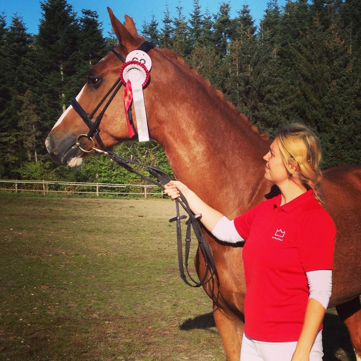 Dansk Varmblod Imagine My Heart Z [Låner] billede 7