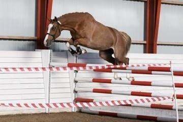 Dansk Varmblod Imagine My Heart Z [Låner] billede 8