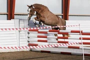 Dansk Varmblod Imagine My Heart Z [Låner] billede 9