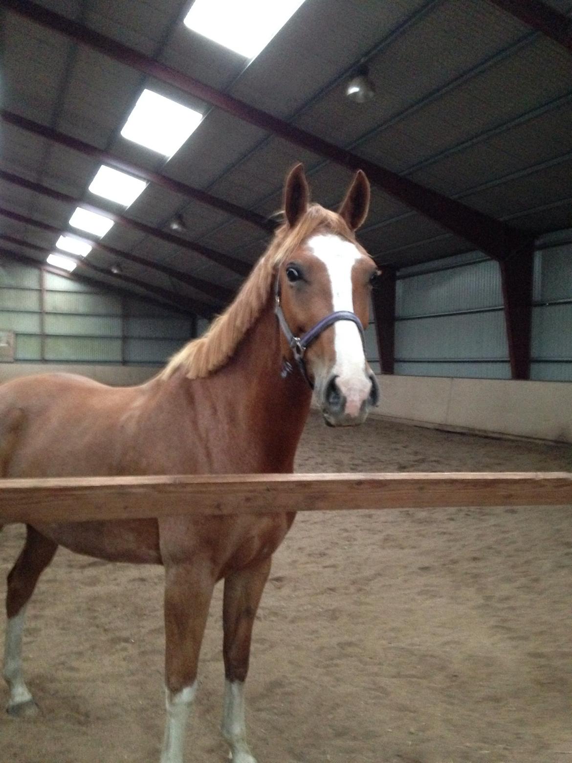 Dansk Varmblod Imagine My Heart Z [Låner] billede 10