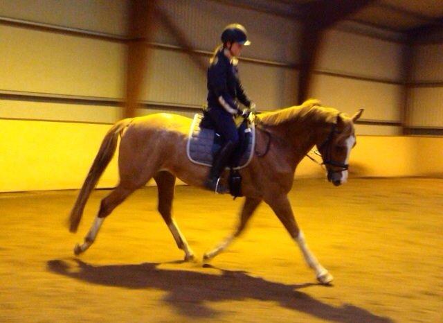 Dansk Varmblod Imagine My Heart Z [Låner] billede 12