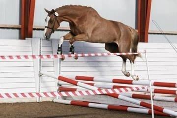 Dansk Varmblod Imagine My Heart Z [Låner] billede 11