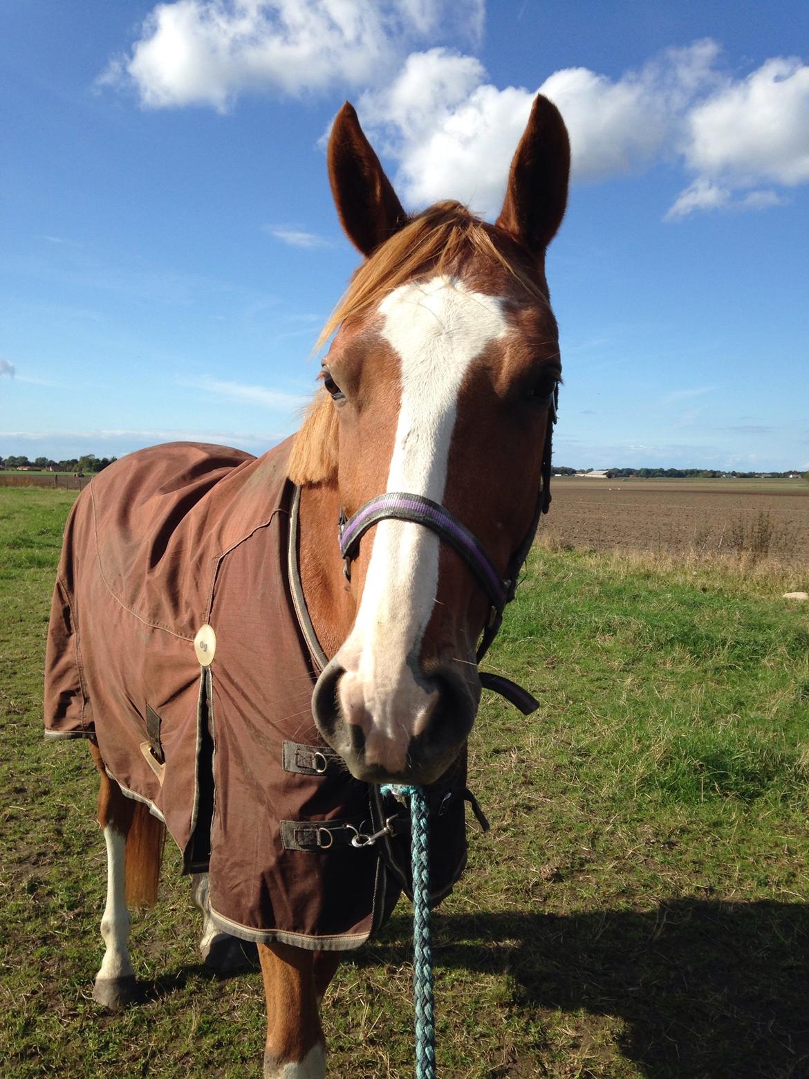 Dansk Varmblod Imagine My Heart Z [Låner] billede 13