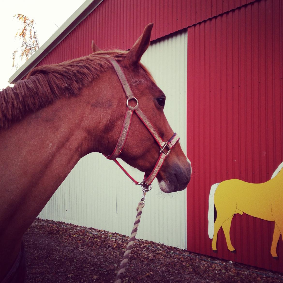 Dansk Varmblod Imagine My Heart Z [Låner] billede 15