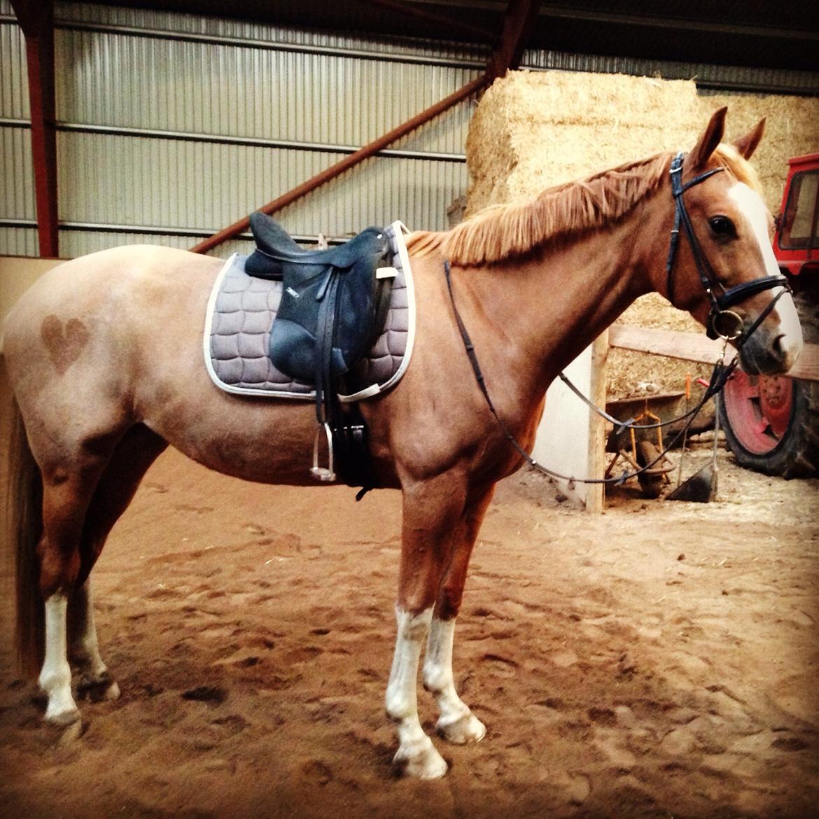 Dansk Varmblod Imagine My Heart Z [Låner] billede 16