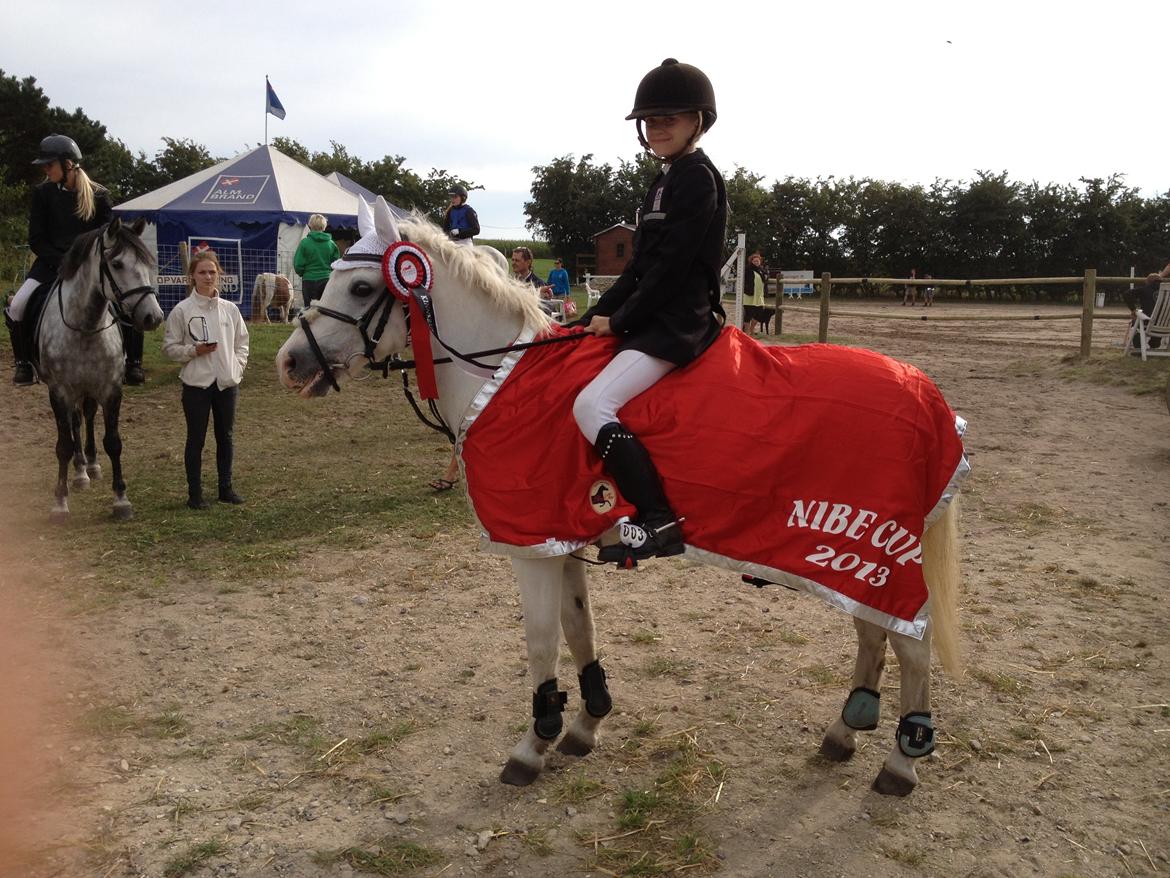 Welsh Pony (sec B) Fakla Chico (Min datters pony) SOLGT billede 6