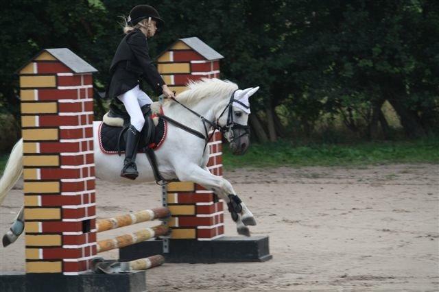 Welsh Pony (sec B) Fakla Chico (Min datters pony) SOLGT billede 7