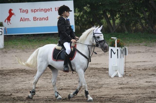 Welsh Pony (sec B) Fakla Chico (Min datters pony) SOLGT billede 8