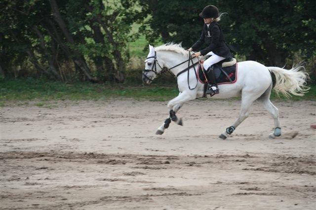 Welsh Pony (sec B) Fakla Chico (Min datters pony) SOLGT billede 10