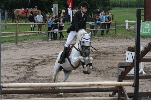 Welsh Pony (sec B) Fakla Chico (Min datters pony) SOLGT billede 11