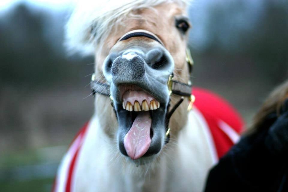 Fjordhest Vængets Mirabel - Velkommen til Mirabels profil!<3 billede 1