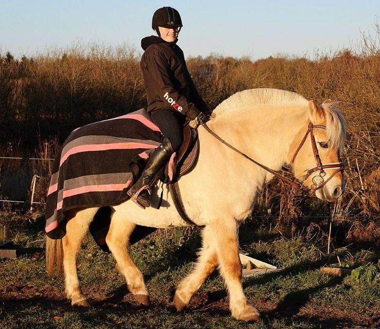 Fjordhest Vængets Mirabel - 2. gang jeg sad på hende billede 2