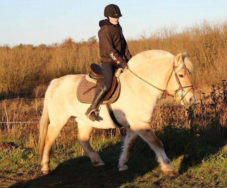 Fjordhest Vængets Mirabel billede 3