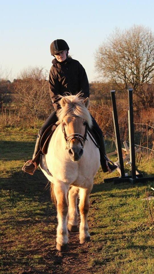 Fjordhest Vængets Mirabel billede 4