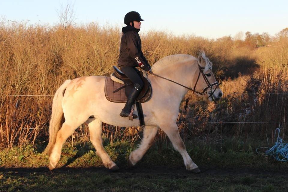 Fjordhest Vængets Mirabel billede 5