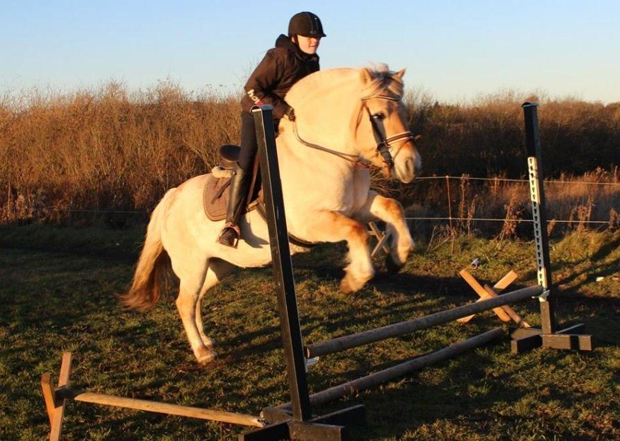 Fjordhest Vængets Mirabel billede 6