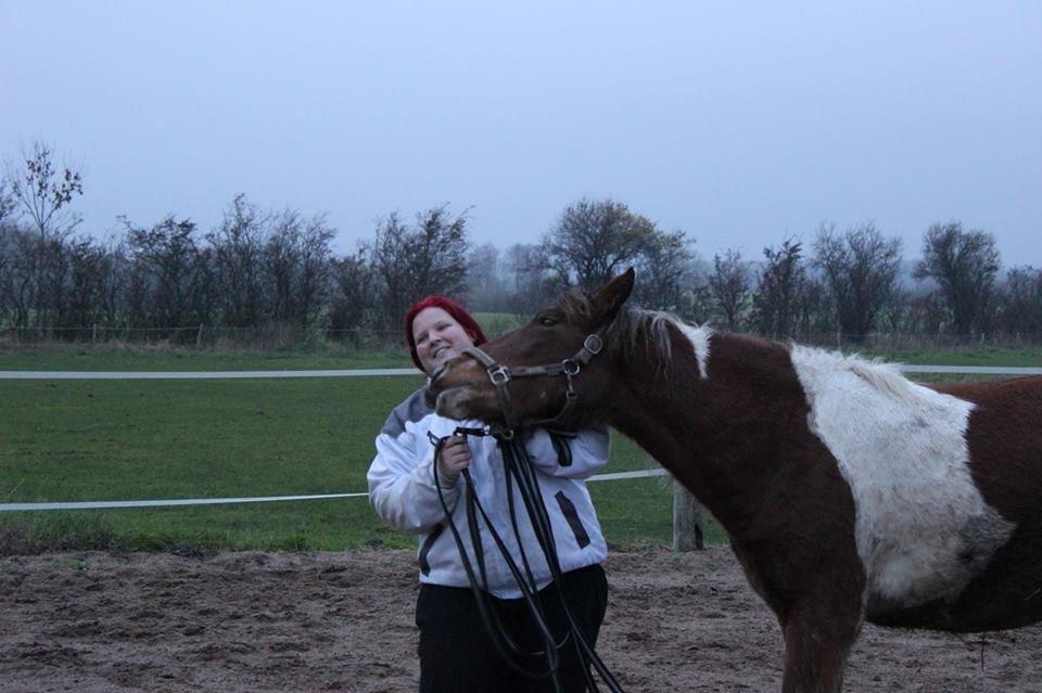 Pinto zanthos billede 2