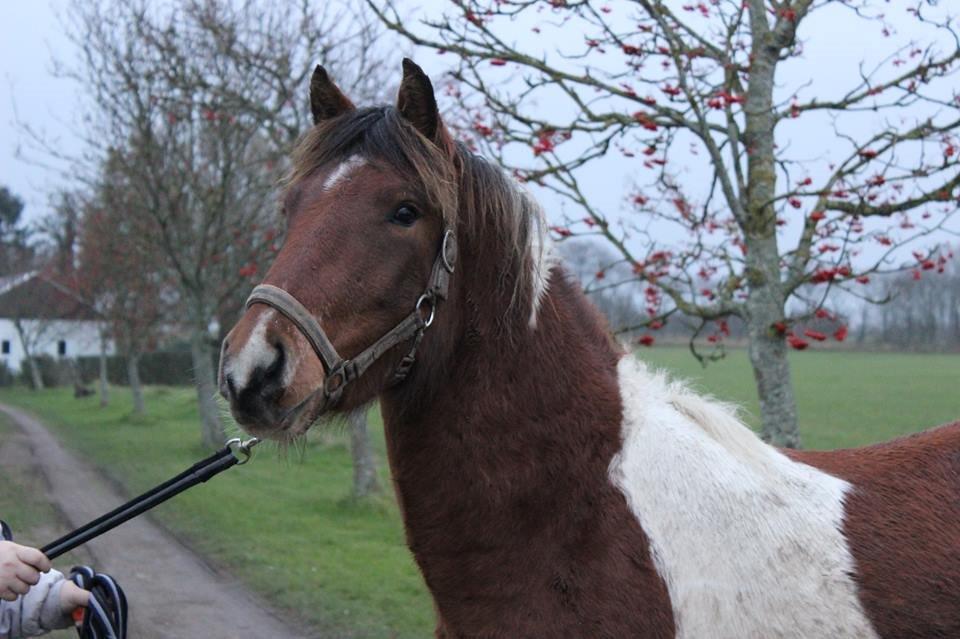 Pinto zanthos billede 1