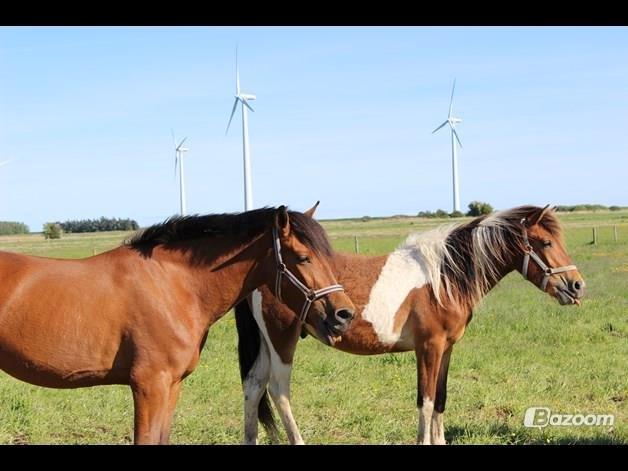 Pinto zanthos billede 3