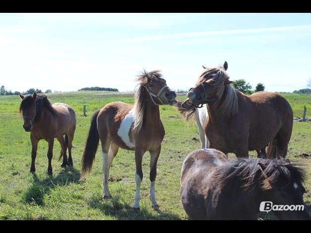 Pinto zanthos billede 4