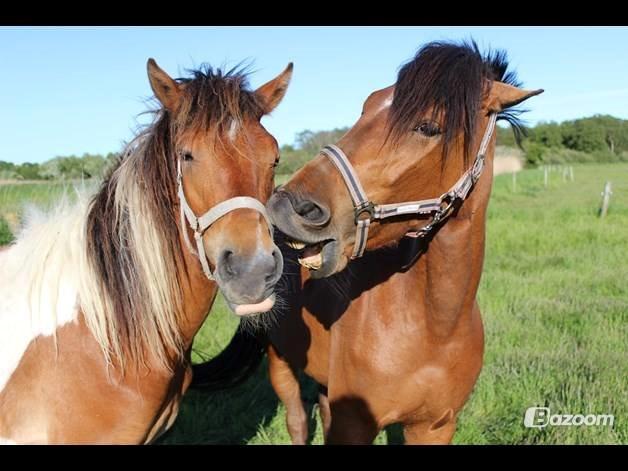 Pinto zanthos billede 6