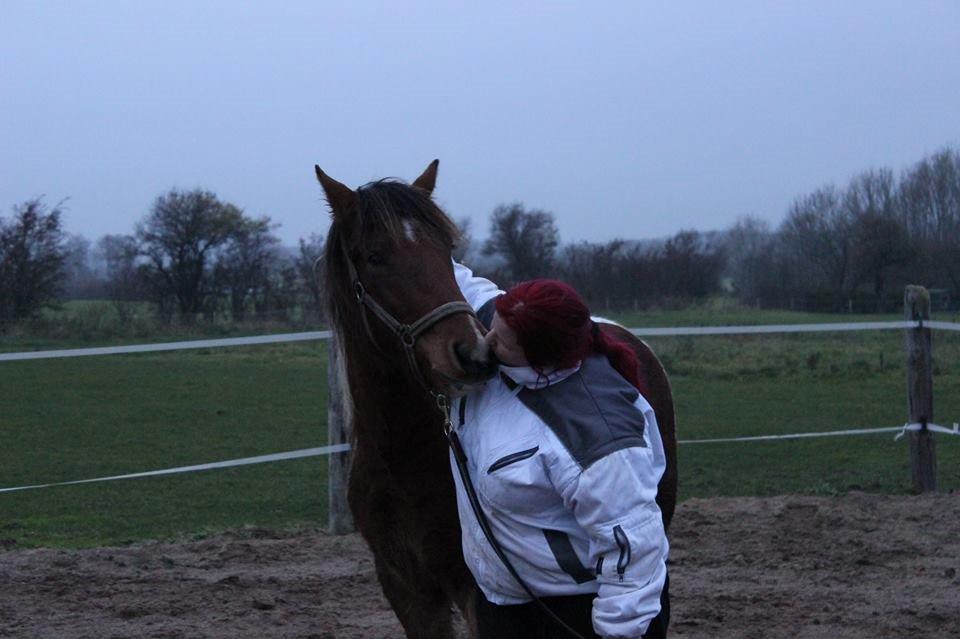 Pinto zanthos billede 7