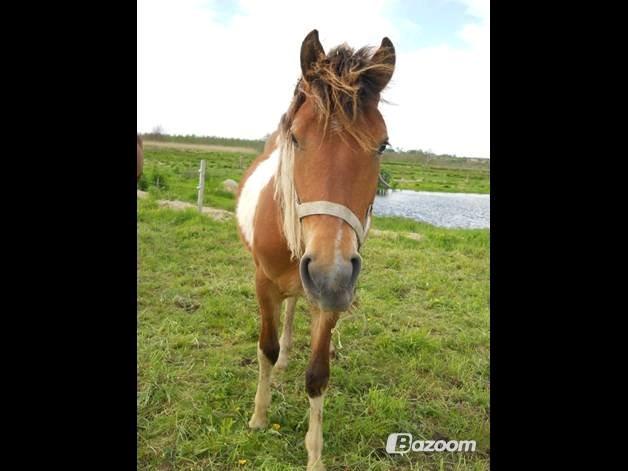 Pinto zanthos billede 8